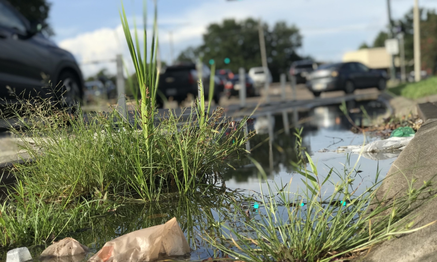 weeds, debris in flooded lane at starbucks